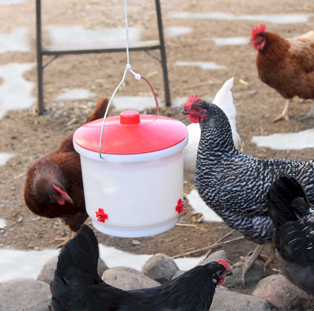 Best Heated Chicken Waterer reviews