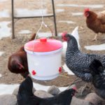 Best Heated Chicken Waterer reviews