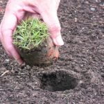 Best Sod Plugger Reviews