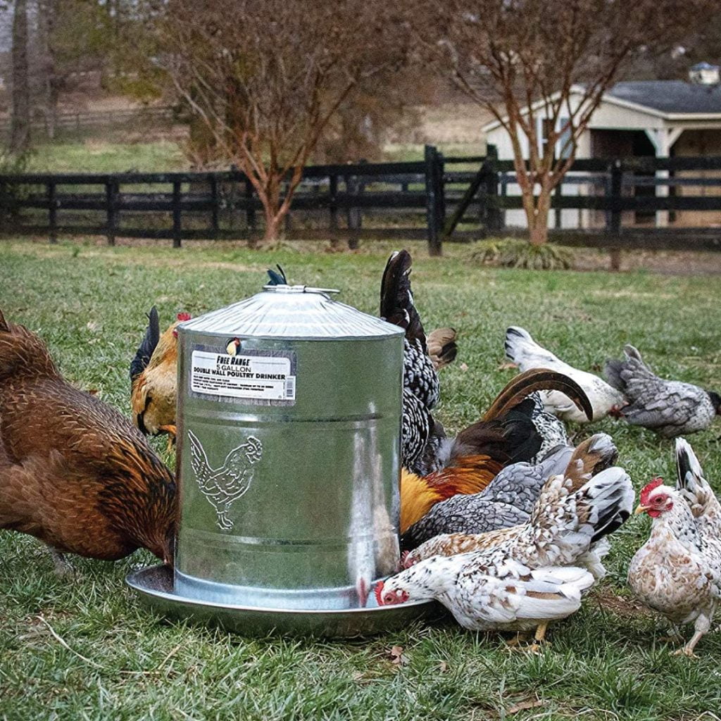 5 Best Automatic Chicken Waterer 2021 - Ultimate Reviews