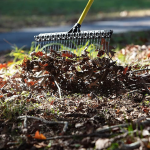 Best Dethatching Rakes