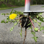how to get rid of dandelions in lawn and grass