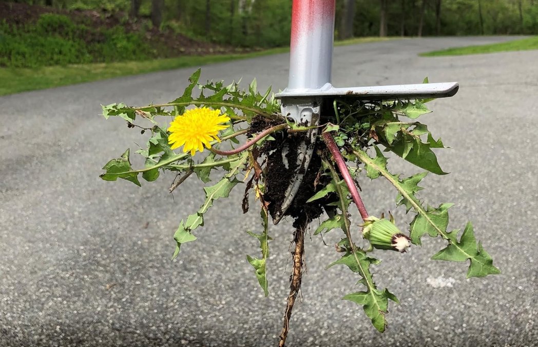 how to get rid of dandelions in lawn and grass